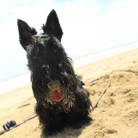 Meet your Posher, Morgan - Picture 1 of 1